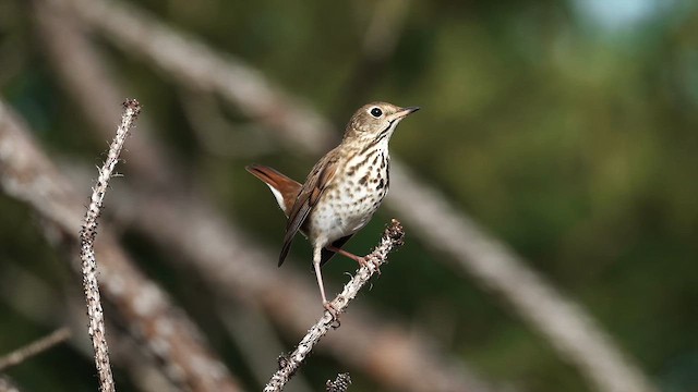 Дрізд-короткодзьоб плямистоволий - ML645266581