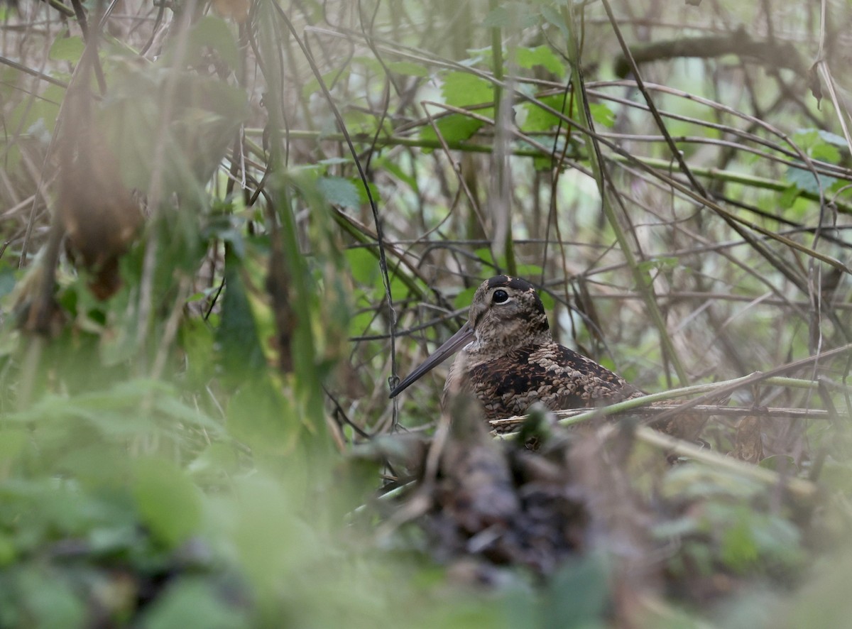 Eurasian Woodcock - ML645266584