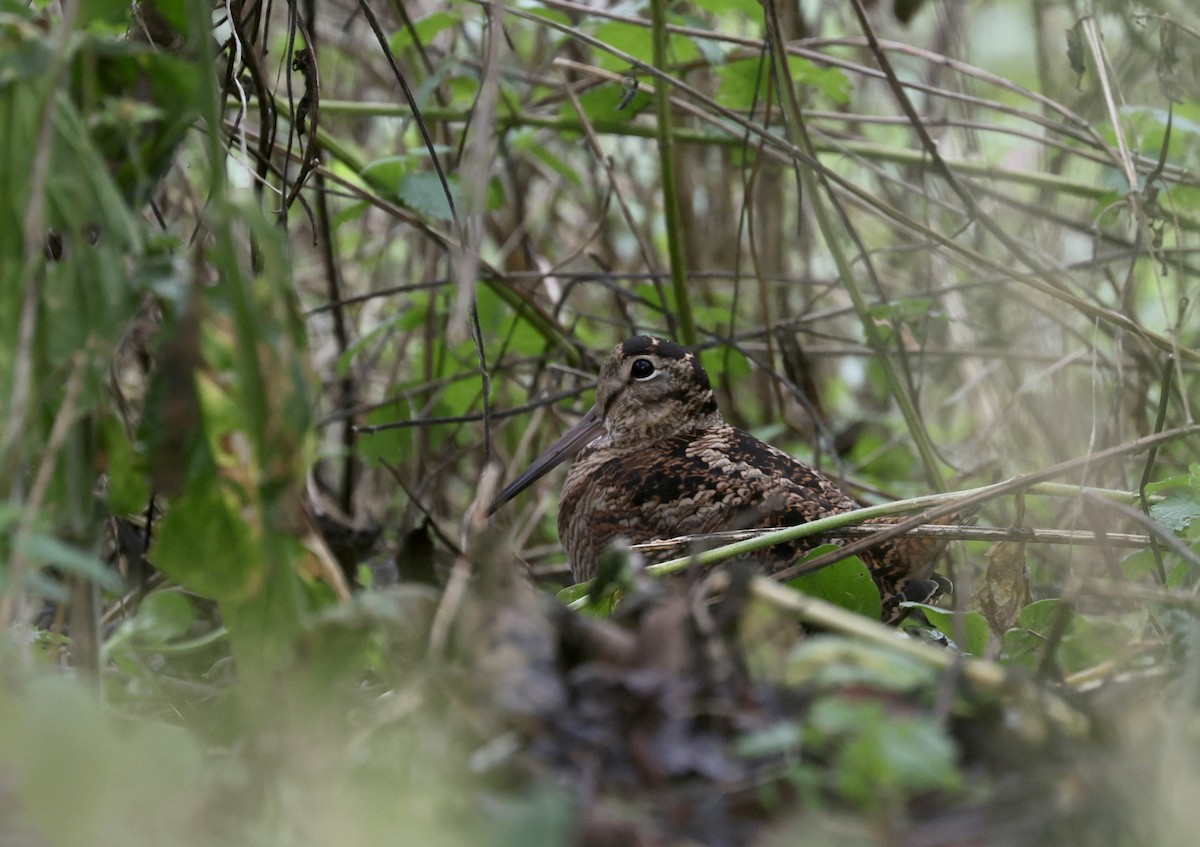 Eurasian Woodcock - ML645266585