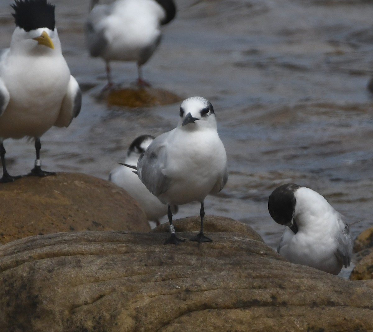 Sandwich Tern (Eurasian) - ML645266586