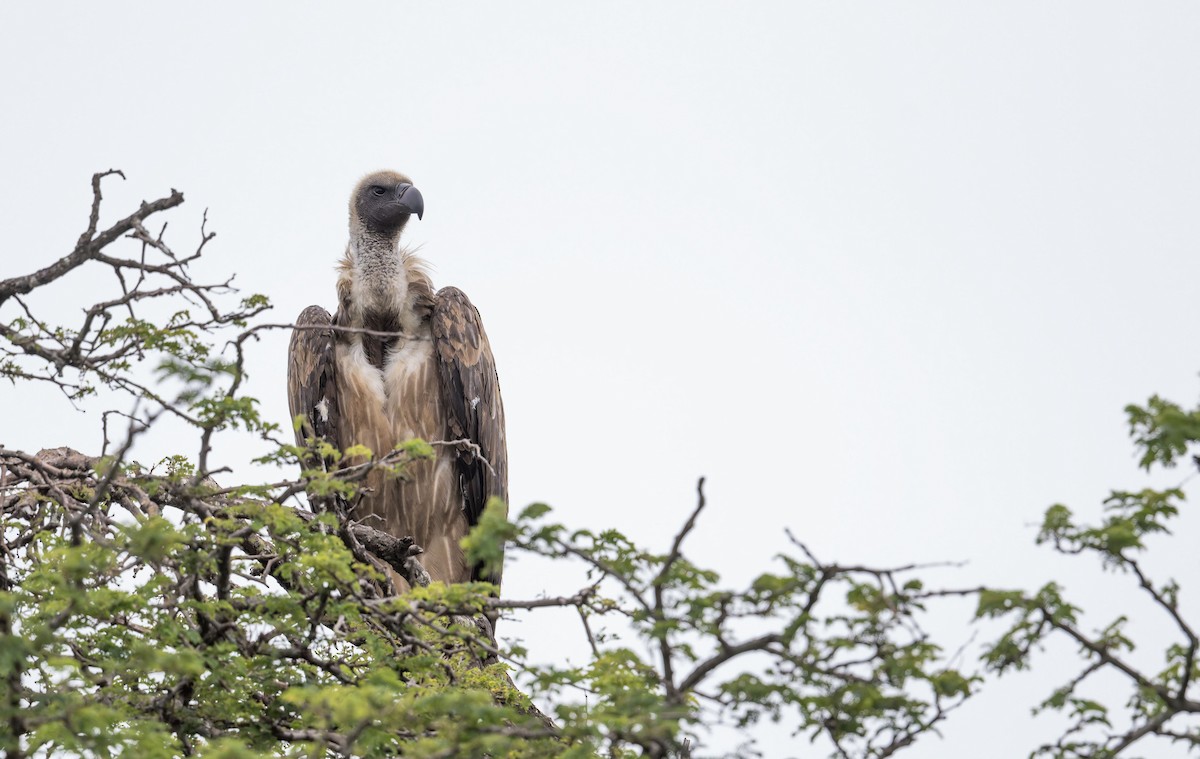 White-backed Vulture - ML645266606