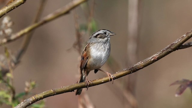 Пасовка болотяна - ML645266610