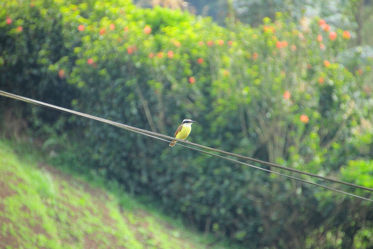 Sosyal Tiran - ML645266630