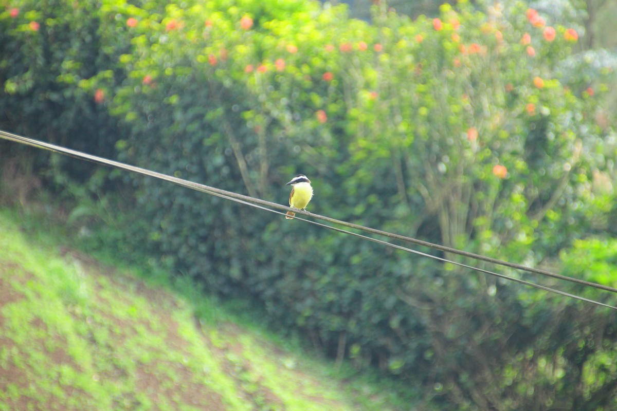 Sosyal Tiran - ML645266631