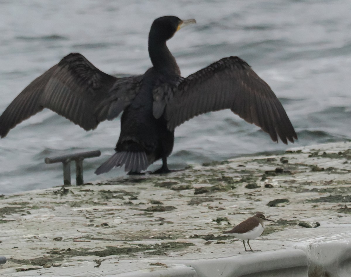 イソシギ - ML645266632