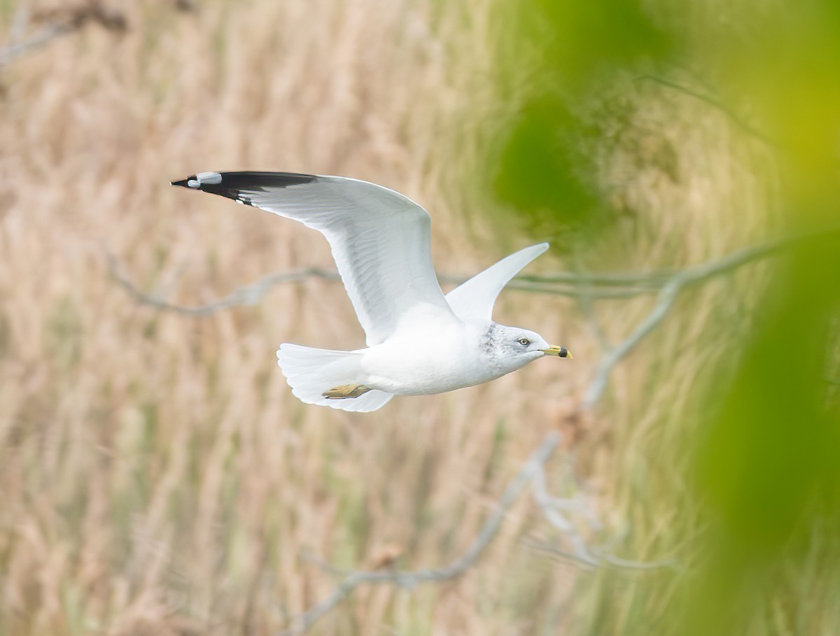 Ring-billed Gull - ML645266638