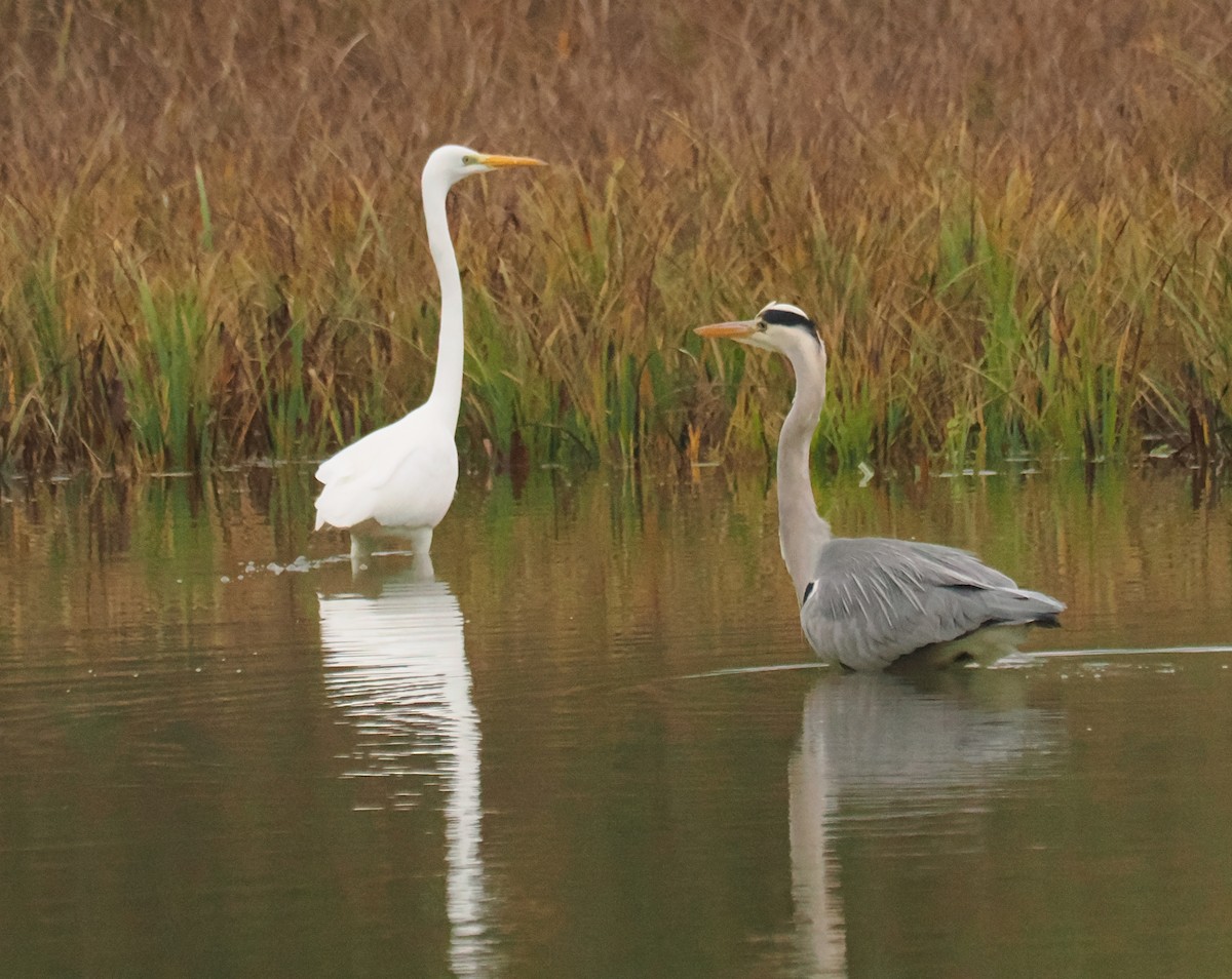 ダイサギ - ML645266643