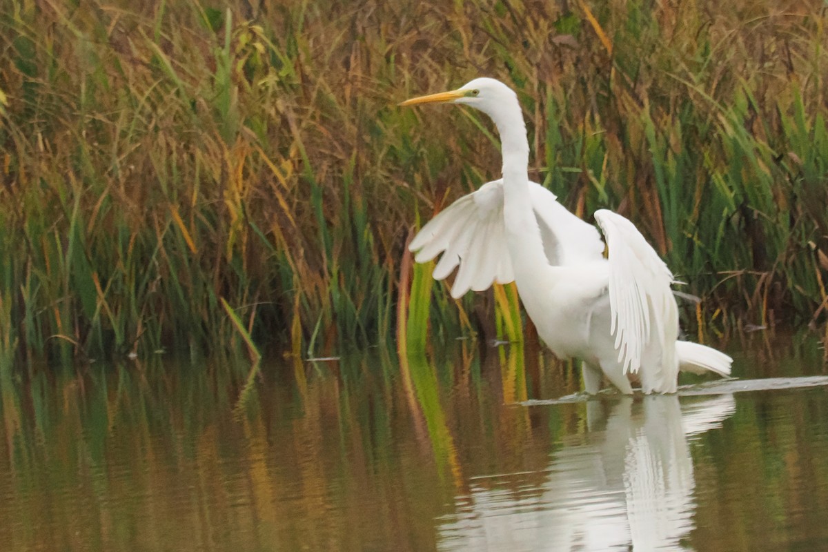 ダイサギ - ML645266644