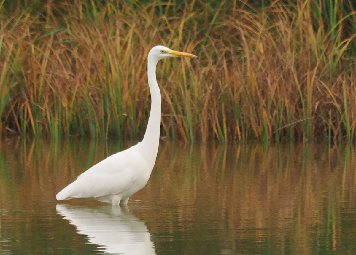 ダイサギ - ML645266645