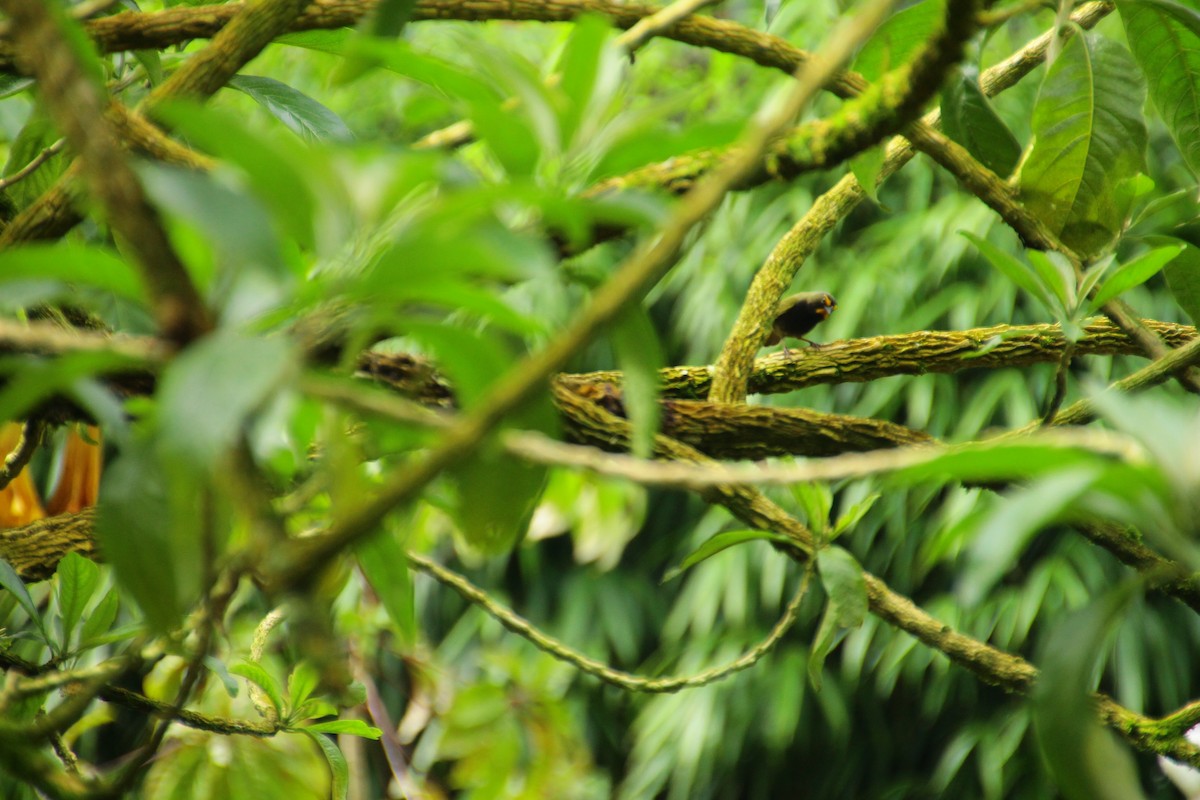 Yellow-faced Grassquit - ML645266651