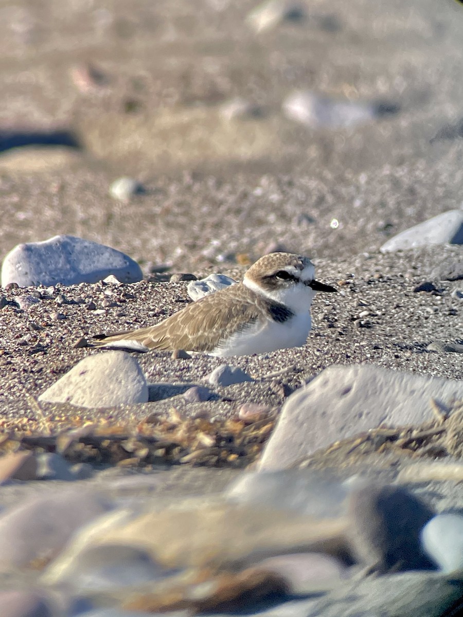 Snowy Plover - ML645266660