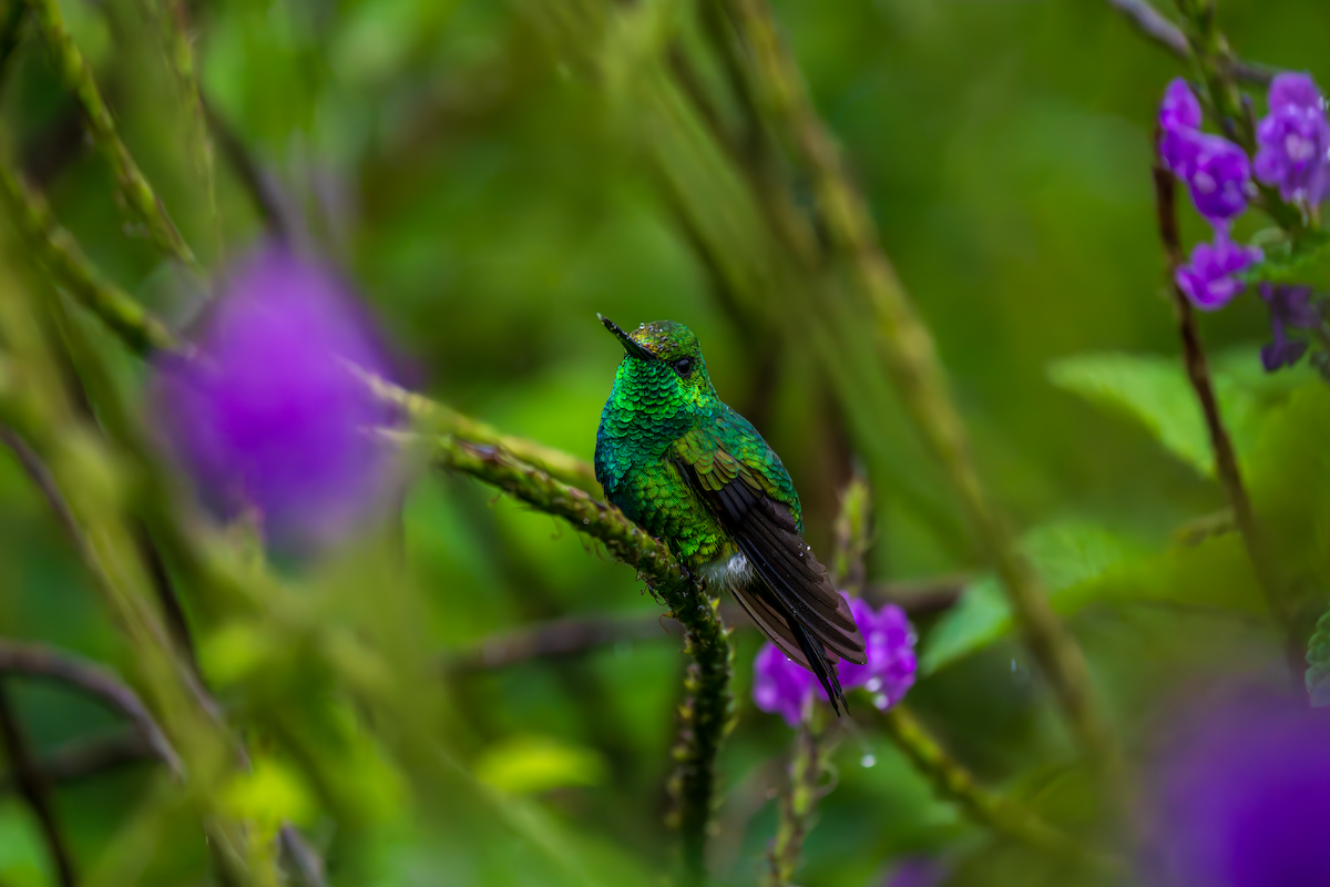 Garden Emerald - ML645266661