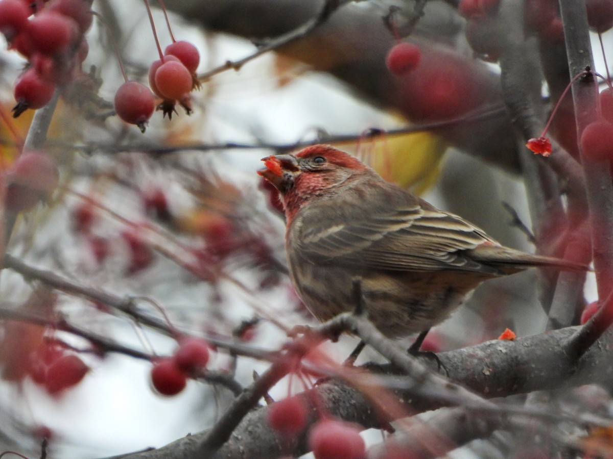 House Finch - ML645266662