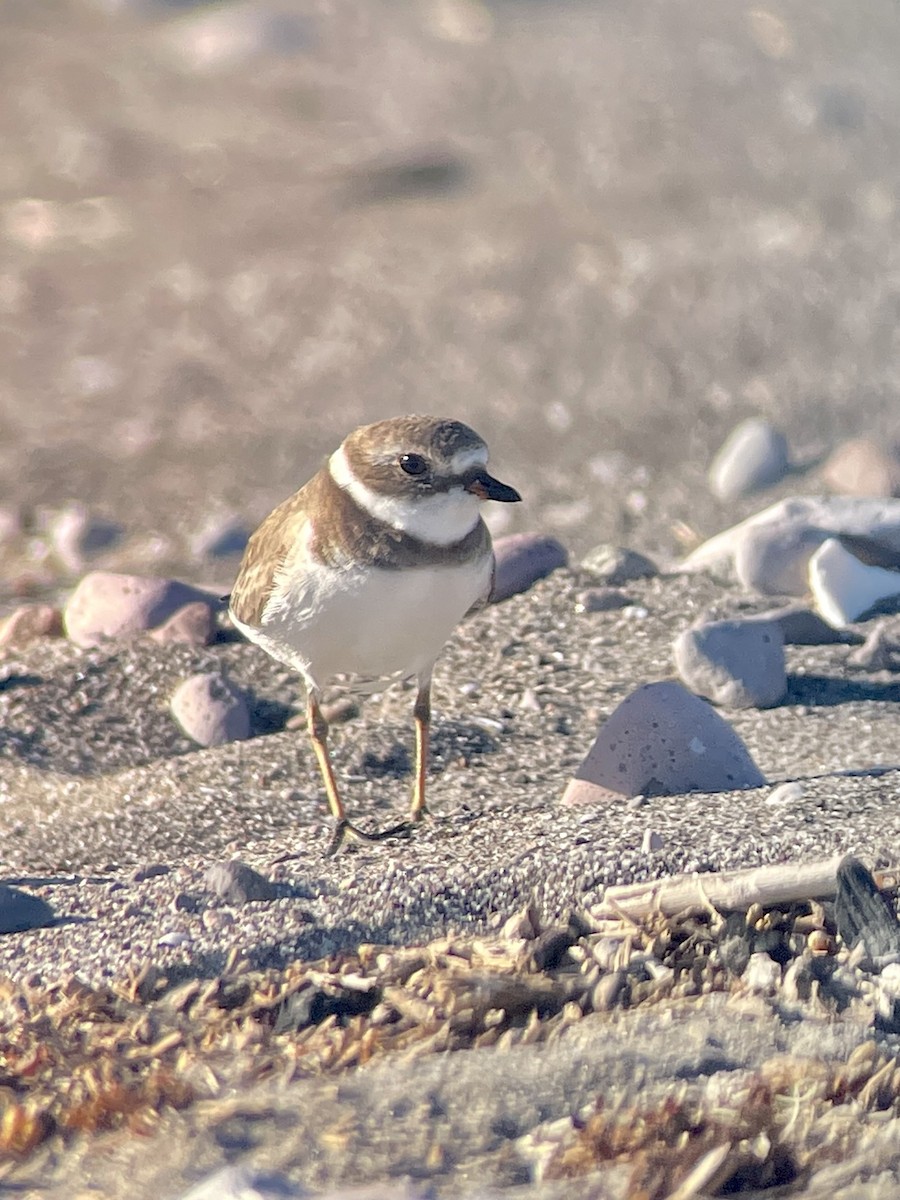 Semipalmated Plover - ML645266663