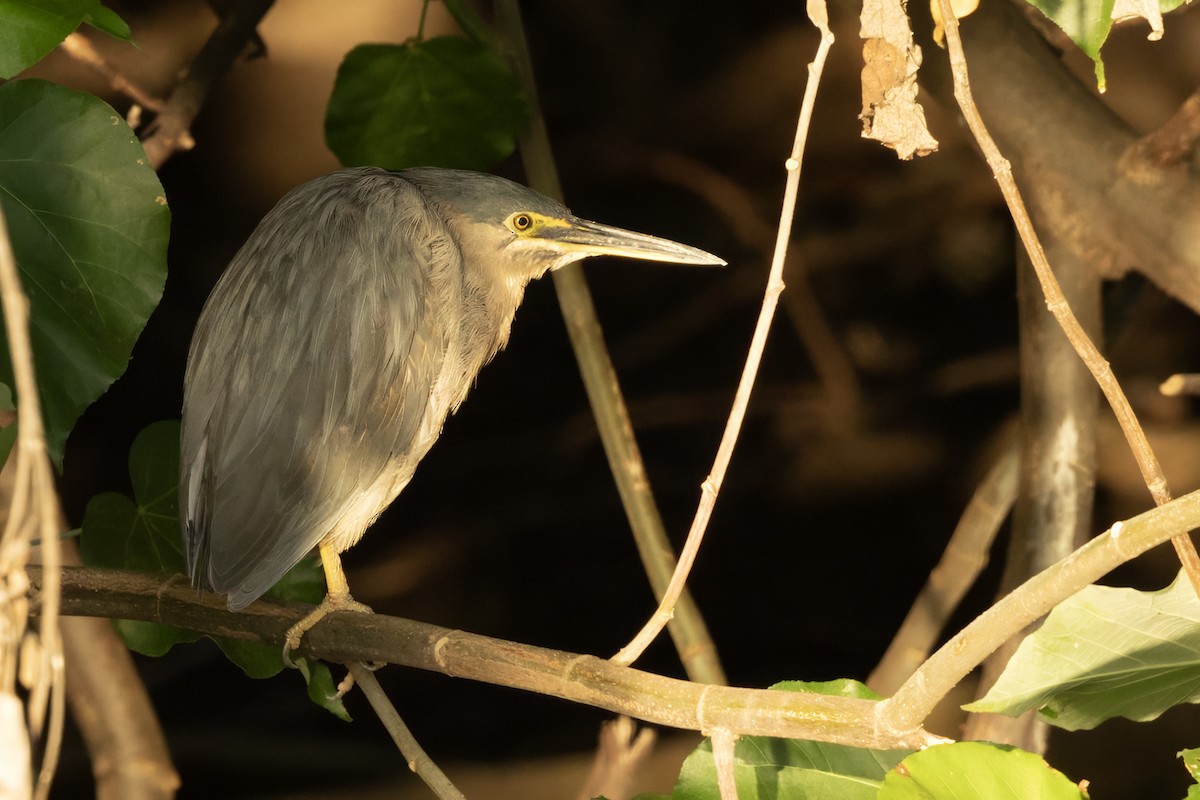 Little Heron (Tahiti) - ML645266669