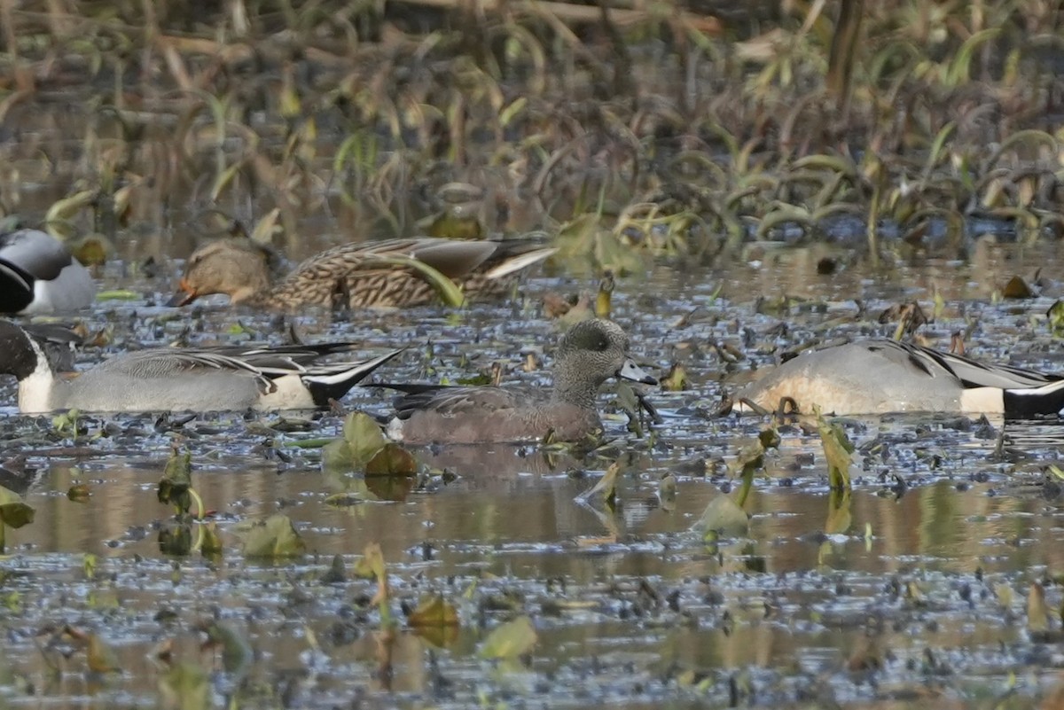 American Wigeon - ML645266674