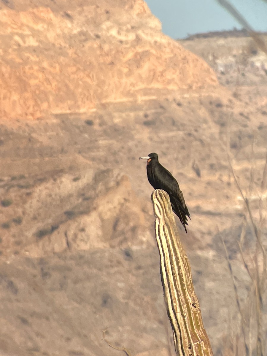 Magnificent Frigatebird - ML645266677