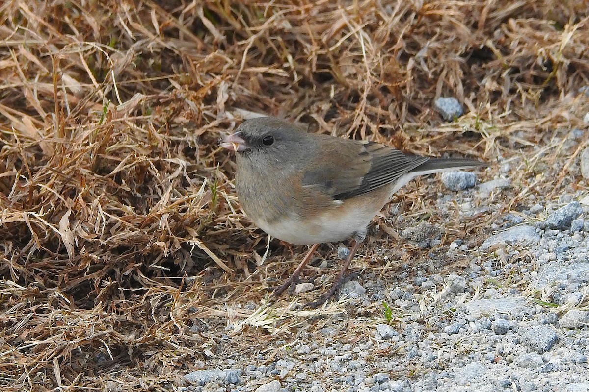 Winterammer - ML645266693