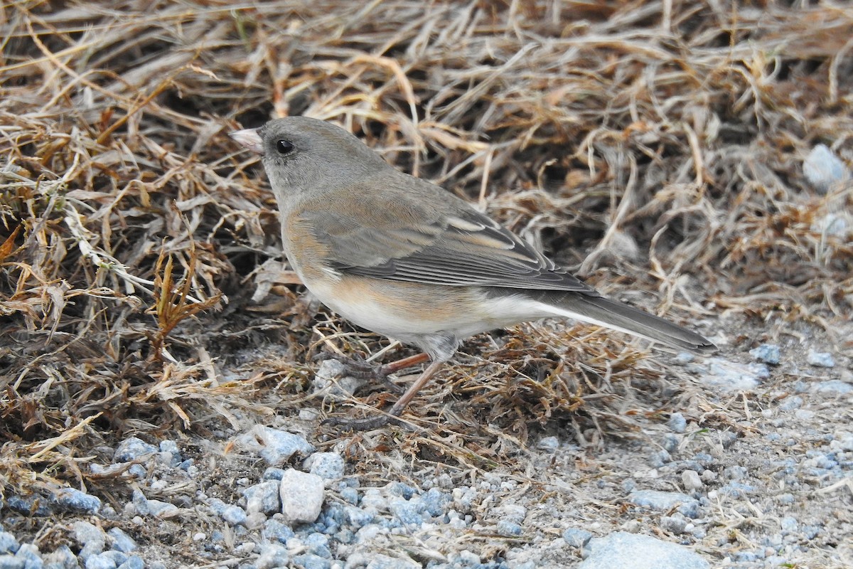 Winterammer - ML645266694