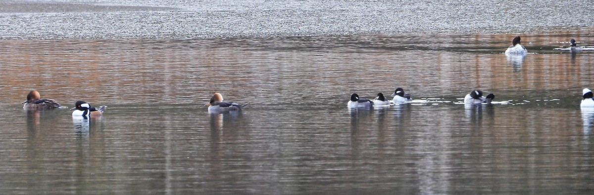 Bufflehead - ML645266704