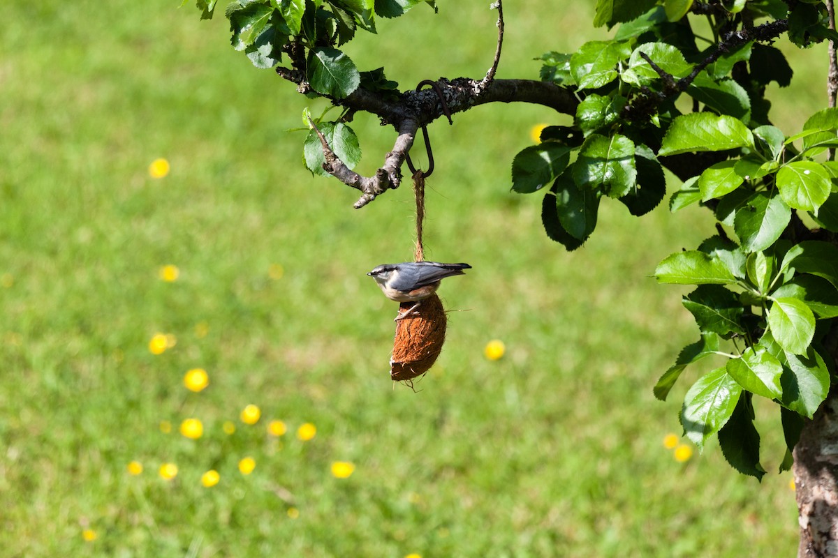 Garrapo eurasiarra - ML645266717