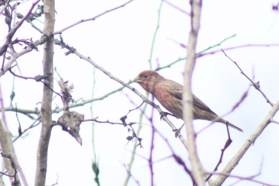 House Finch - ML645266734