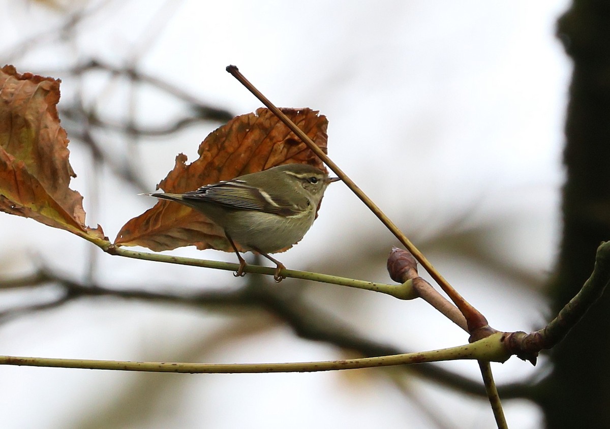 Yellow-browed Warbler - ML645266749