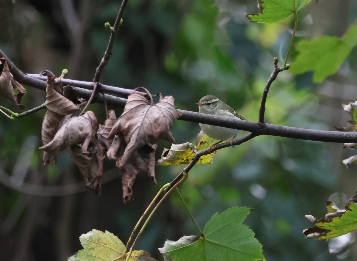Yellow-browed Warbler - ML645266750