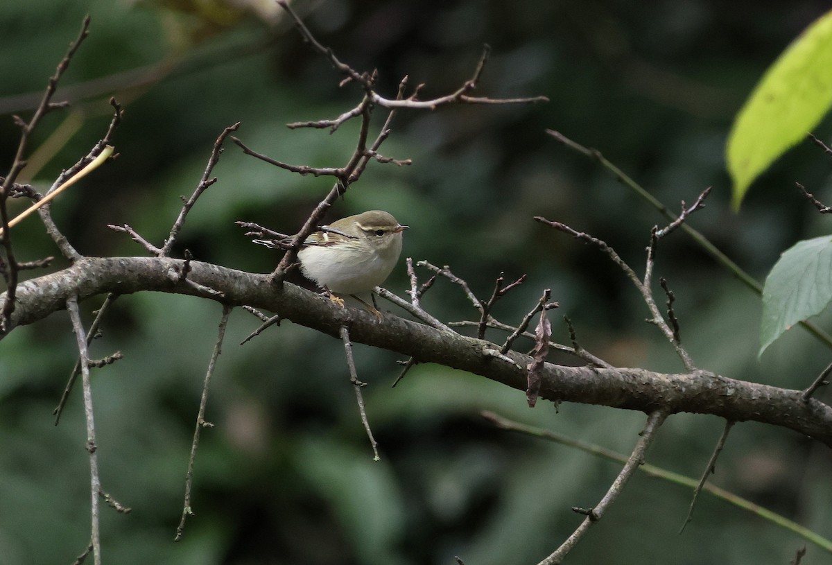 Yellow-browed Warbler - ML645266764