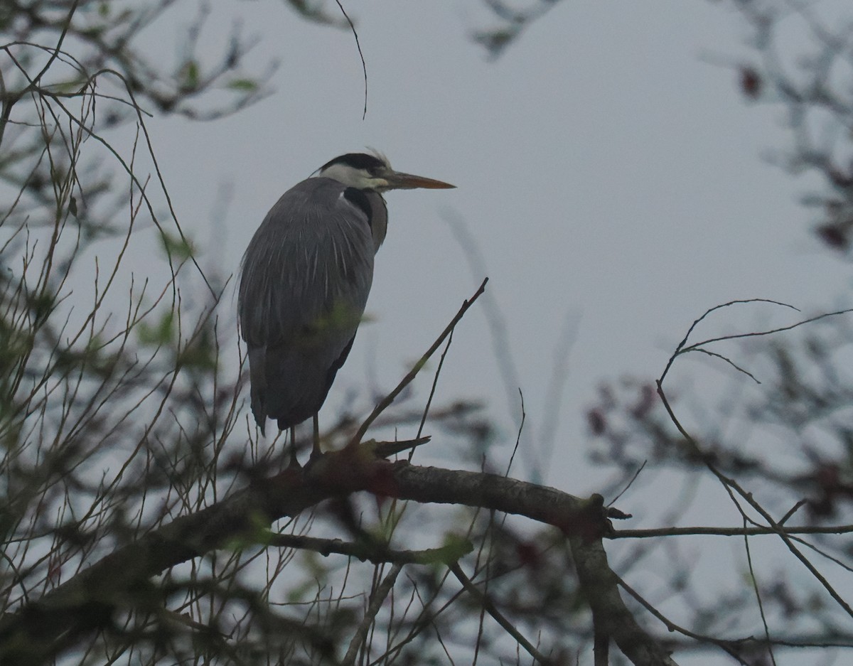 アオサギ - ML645266765