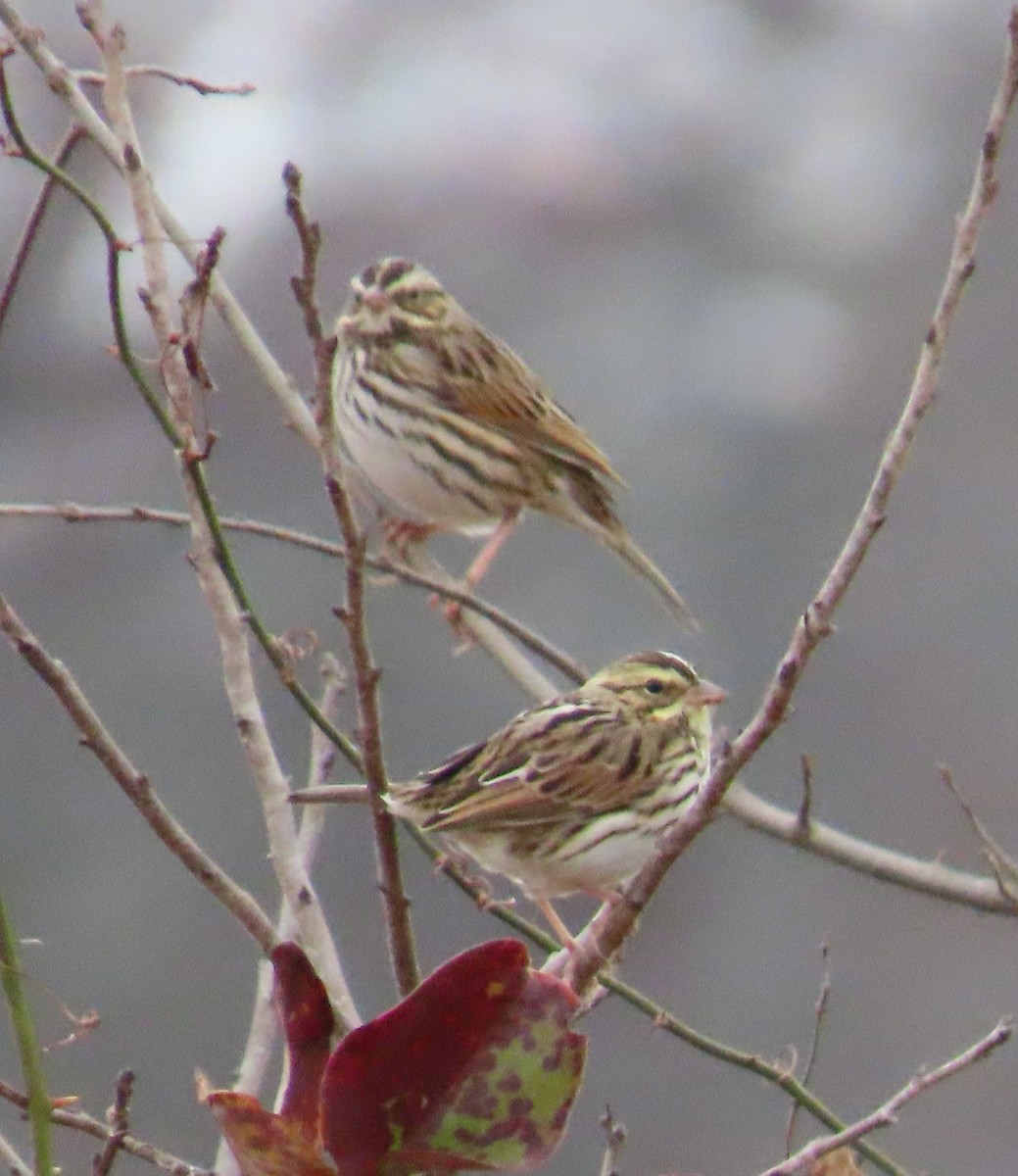 Chingolo Sabanero - ML645266770