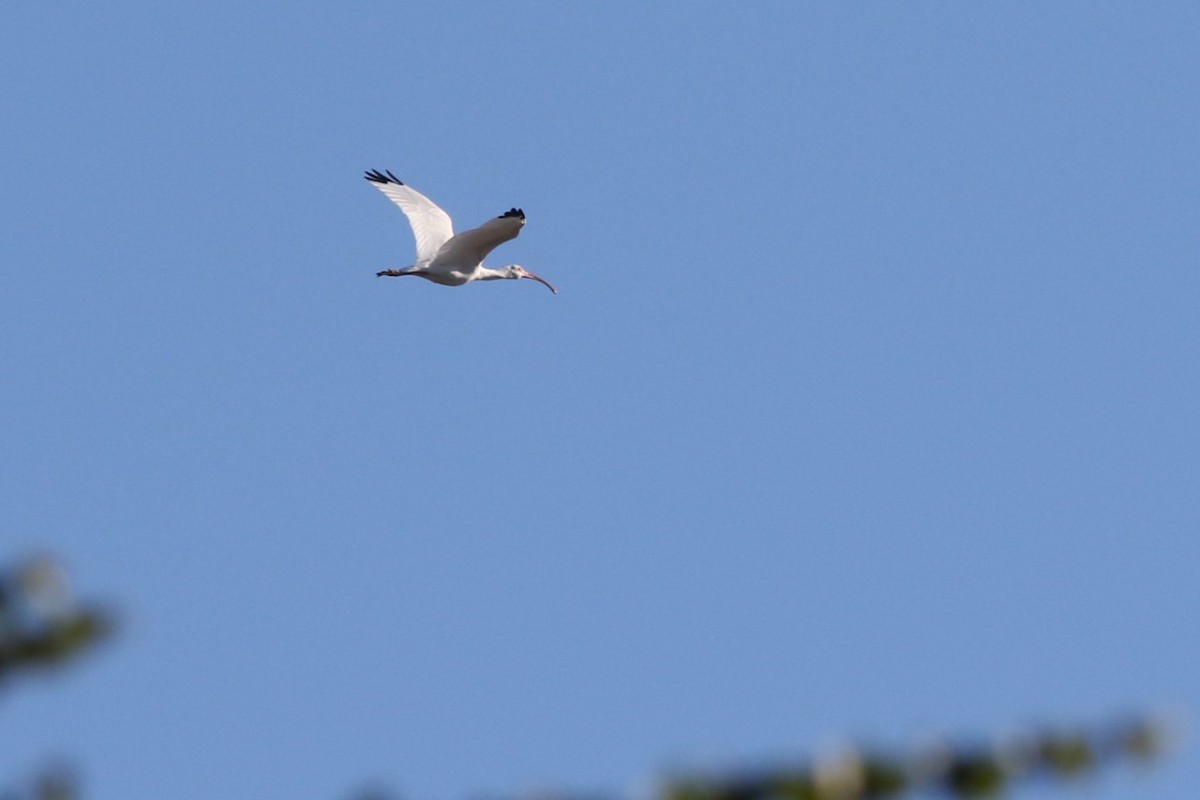 Ak Aynak - ML645266775