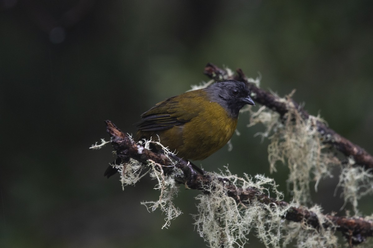 Large-footed Finch - ML645266795