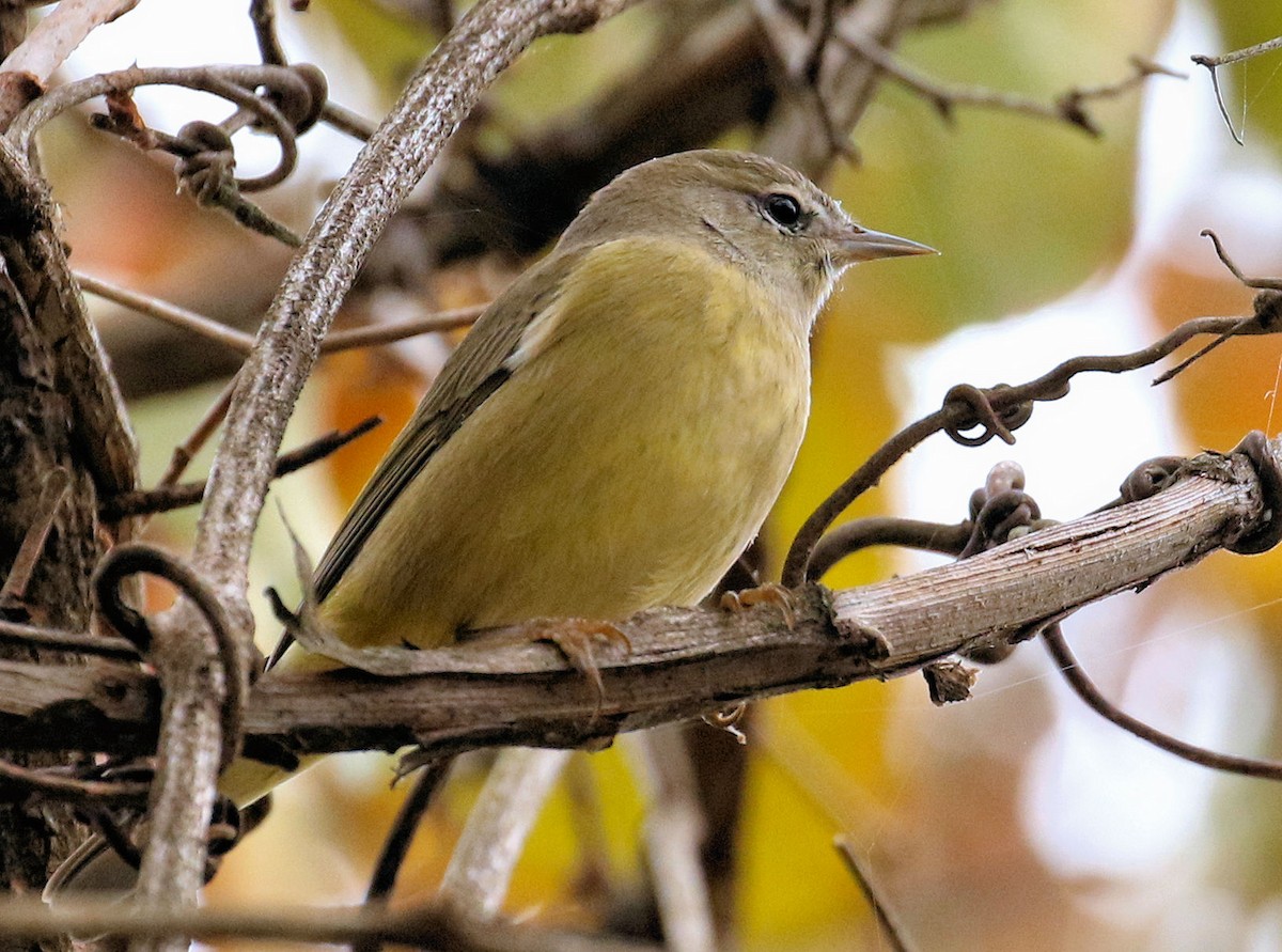 Orange-crowned Warbler - ML645266805