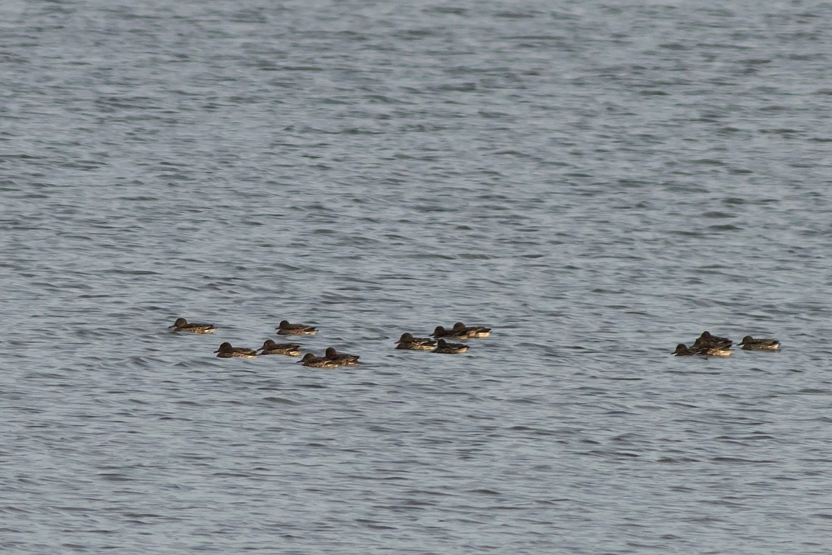 Green-winged Teal - ML645266811