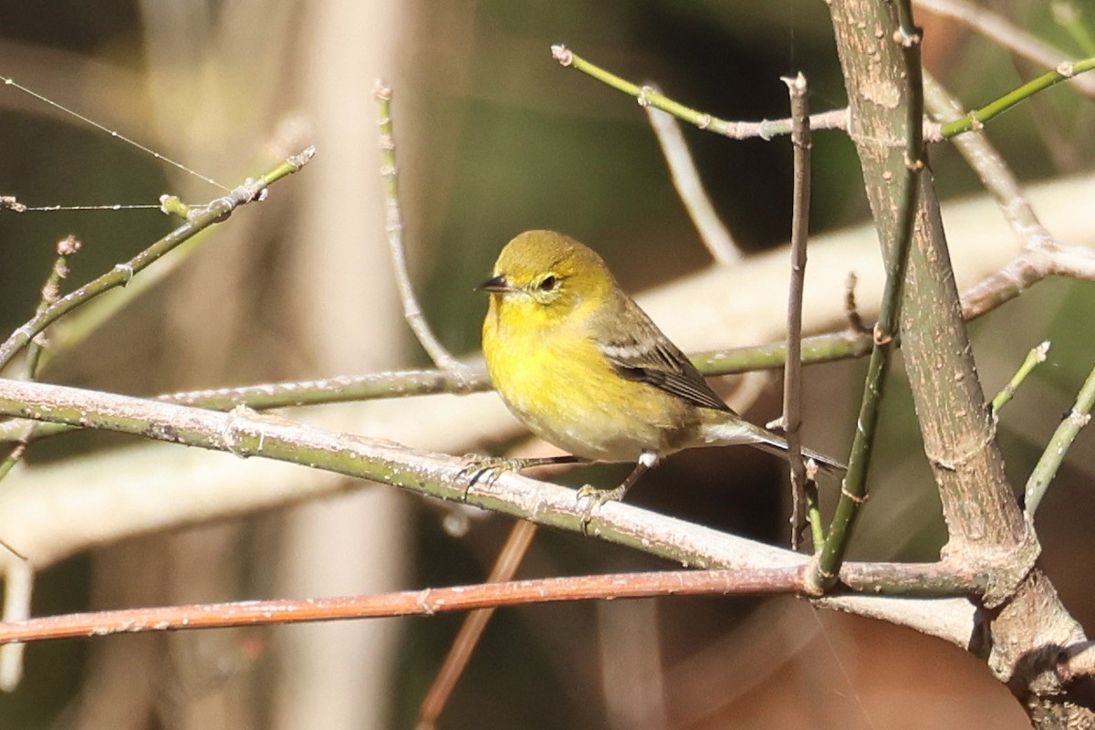 Pine Warbler - ML645266816