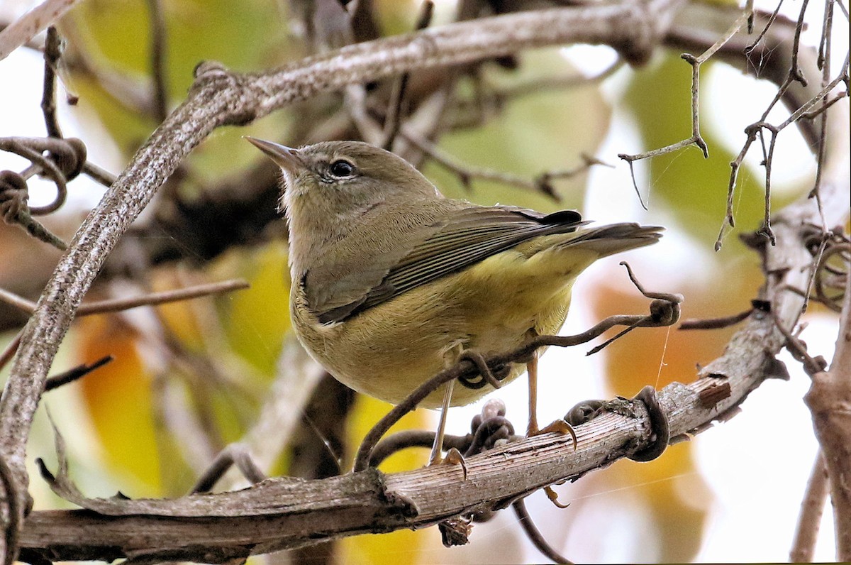 Orange-crowned Warbler - ML645266817