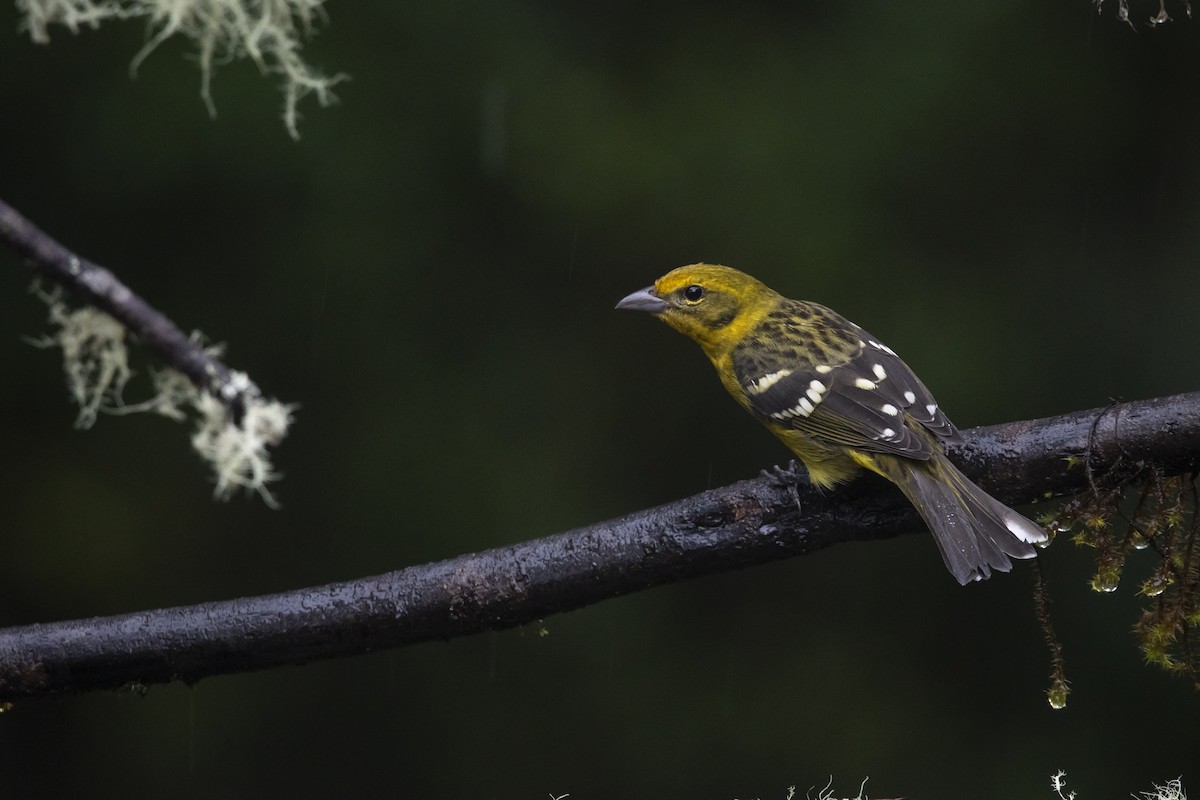 Flame-colored Tanager - ML645266818