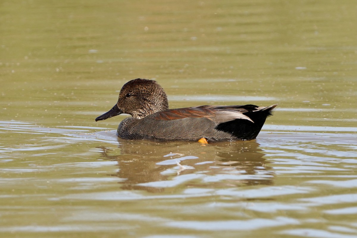 Gadwall - ML645266828