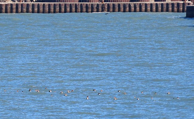 Serreta Mediana - ML645266845