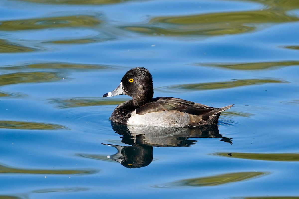Ring-necked Duck - ML645266856