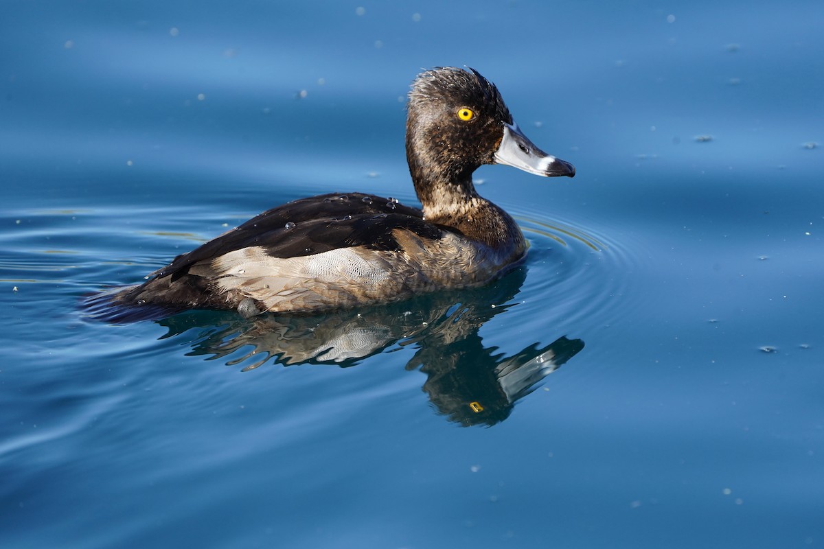 Ring-necked Duck - ML645266857
