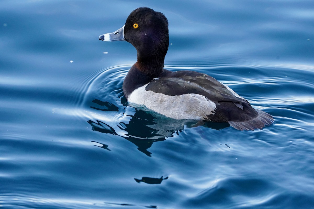 Ring-necked Duck - ML645266858