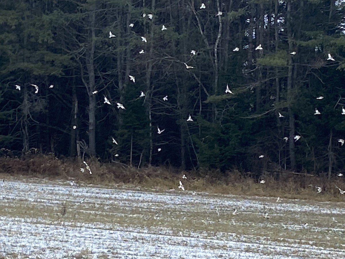 Snow Bunting - ML645266869