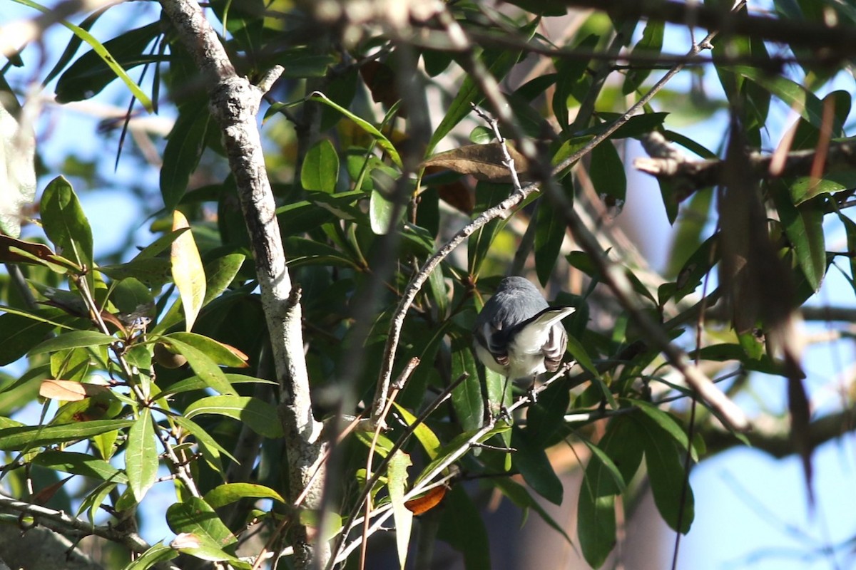 Blue-gray Gnatcatcher - ML645266872