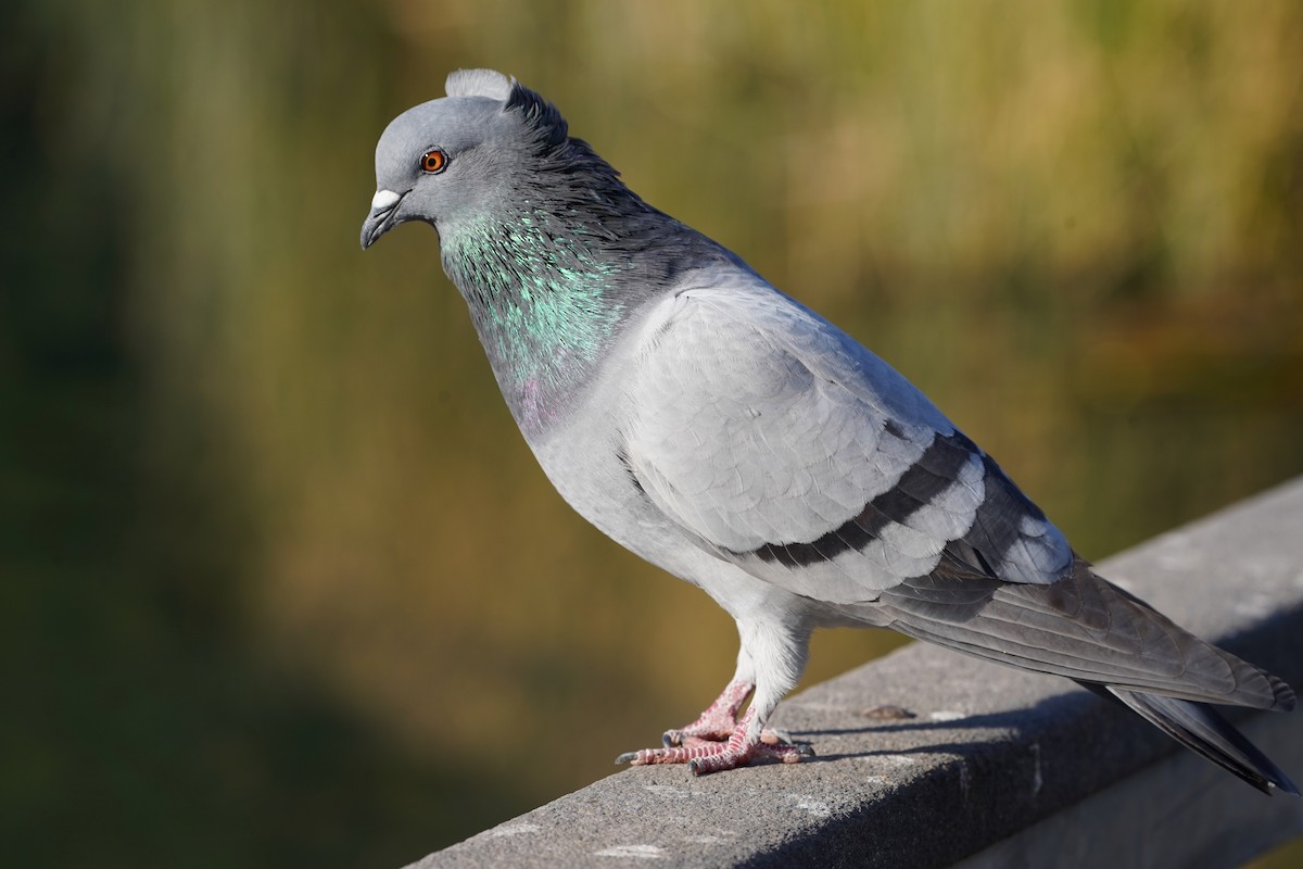Rock Pigeon (Feral Pigeon) - ML645266873