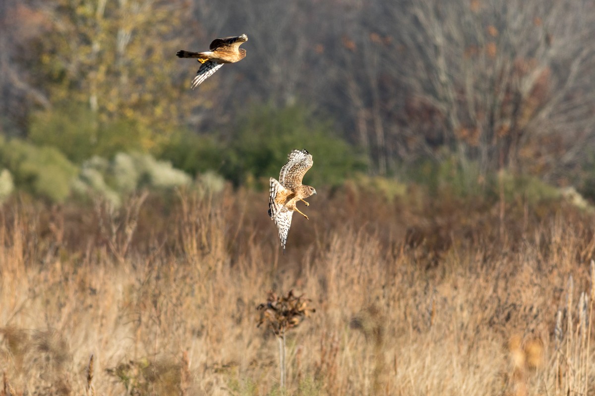 Northern Harrier - ML645266874
