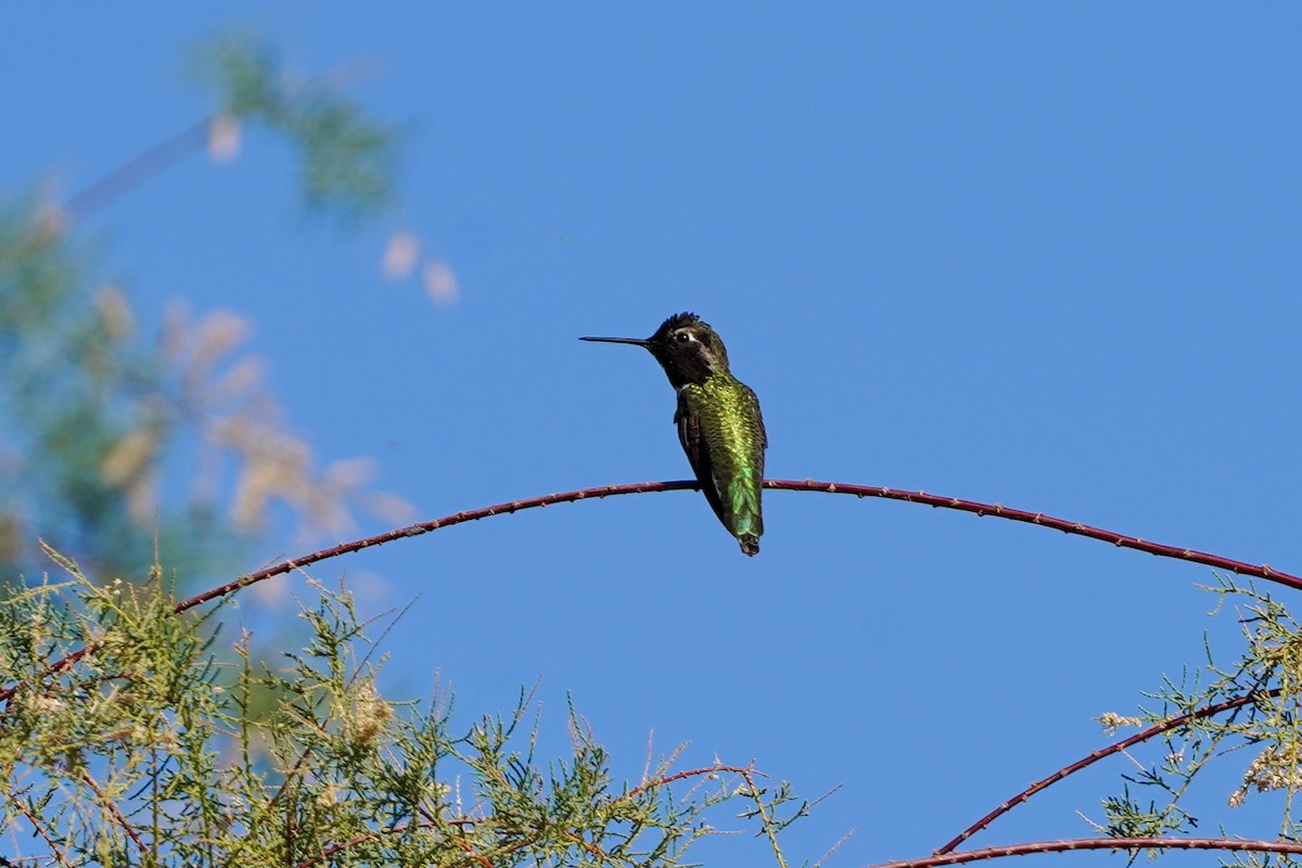 Anna's Hummingbird - ML645266884