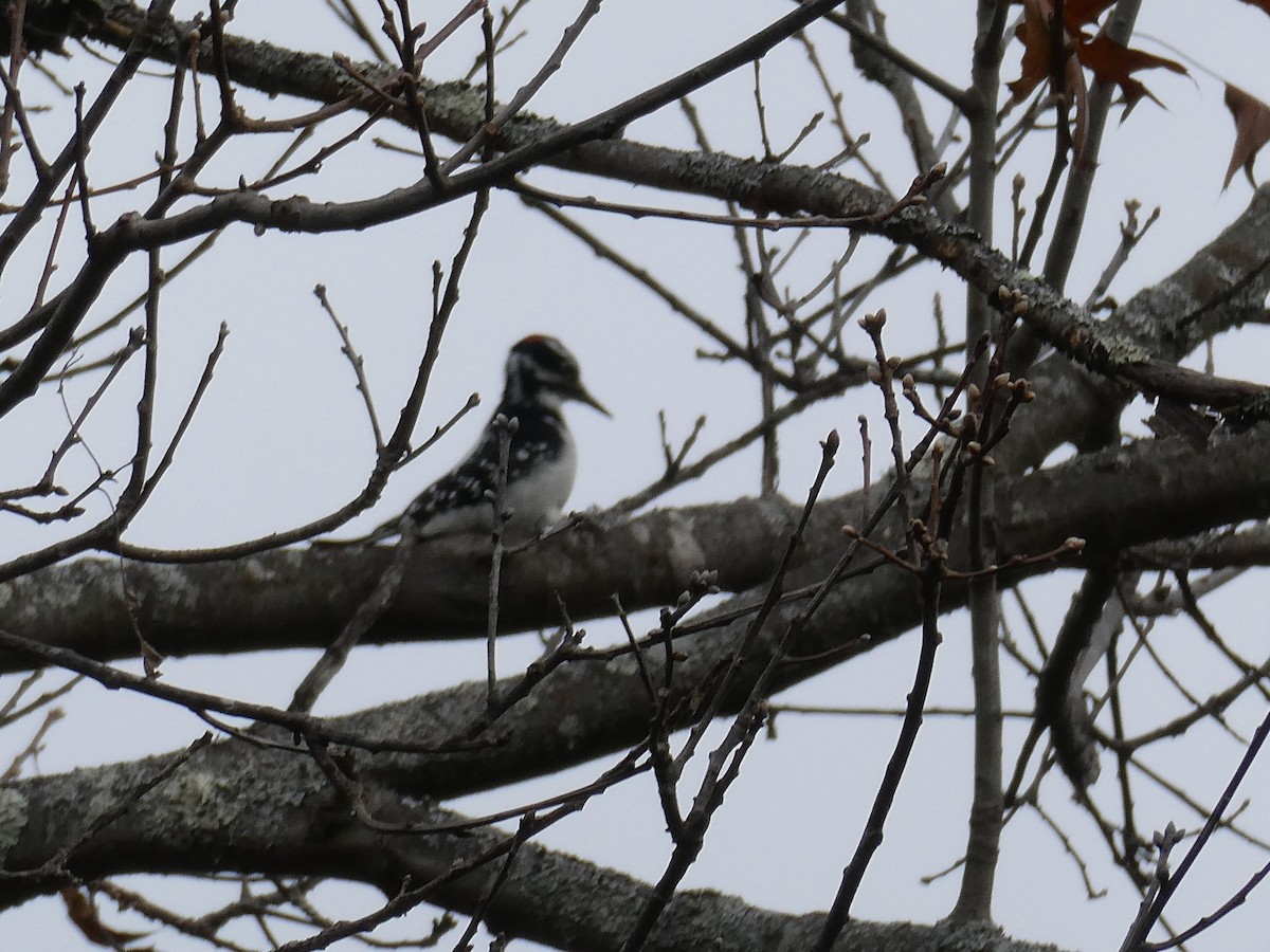 セジロアカゲラ（villosus グループ） - ML645266886