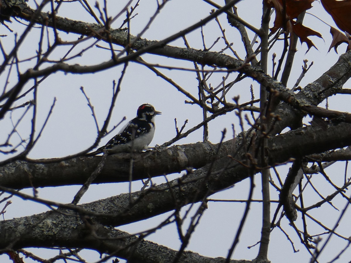 セジロアカゲラ（villosus グループ） - ML645266887